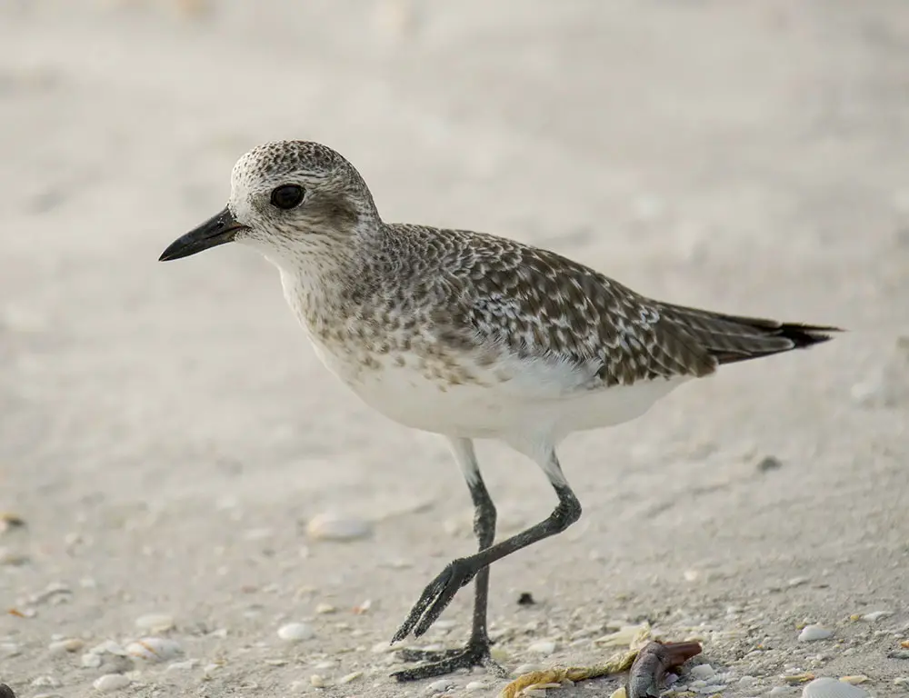 Conservation Status of Grey Plovers