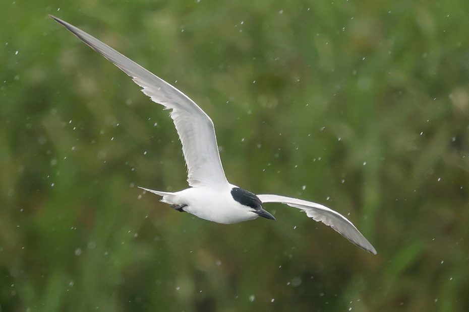 Gull-Billed Tern