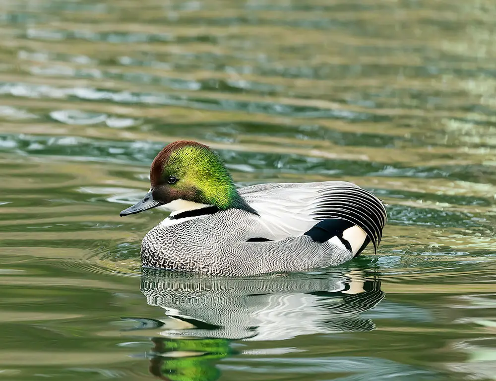 Habitat and Distribution of Falcated Duck