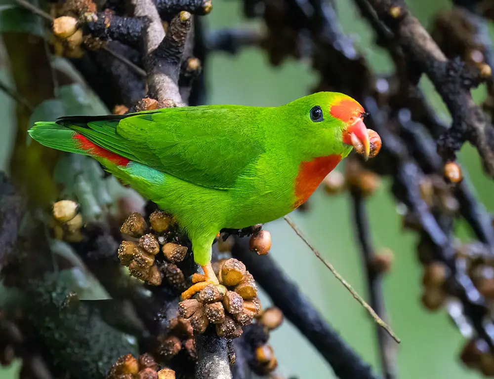 Habitat and Distribution of Philippine Hanging Parrot