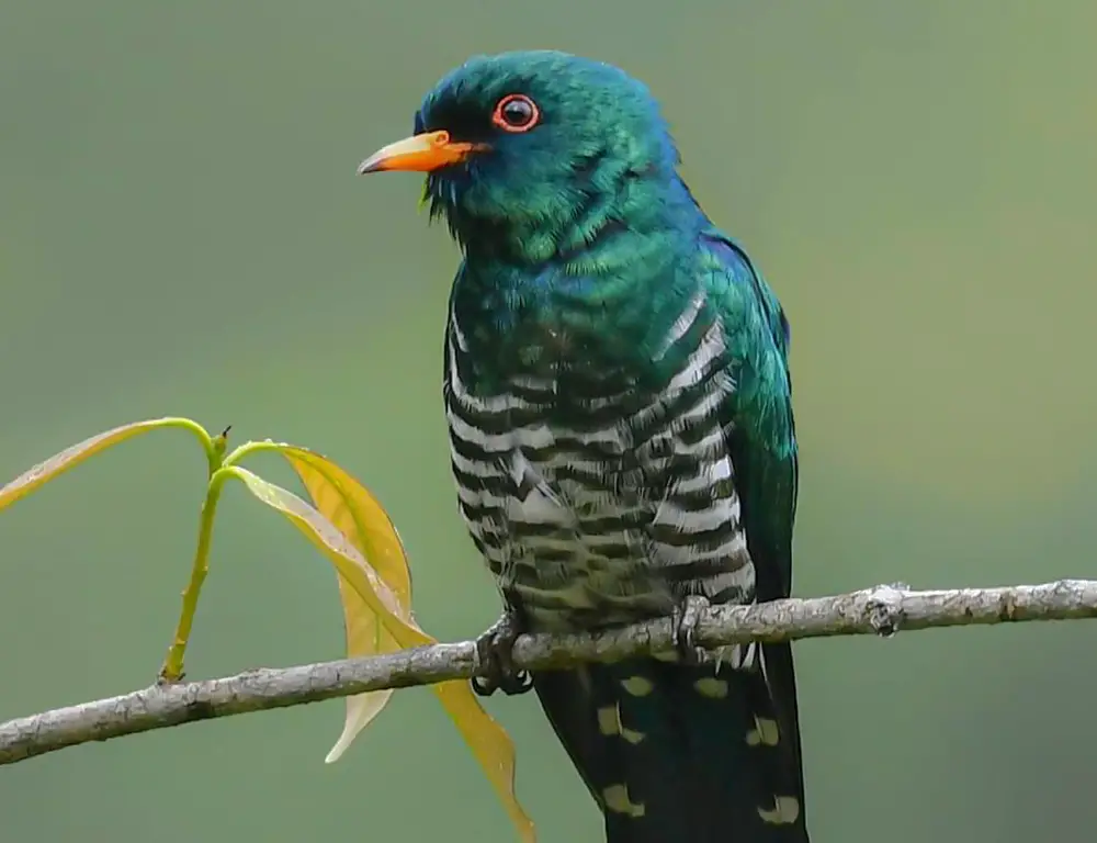 Habitat and Distribution of the Asian Emerald Cuckoo