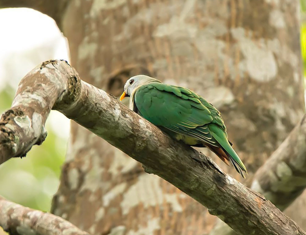 Habitat and Distribution of the Black-Chinned Fruit Dove