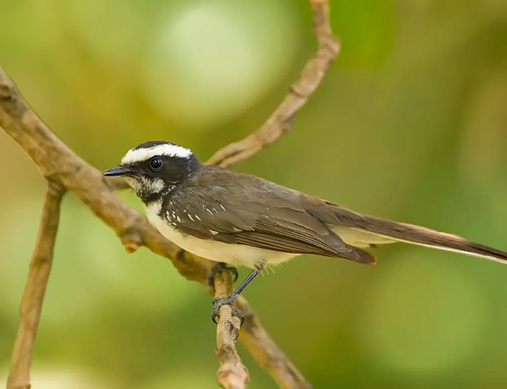 Habitat and Distribution of the White-Browed Fantail