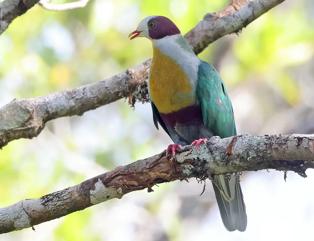 Habitat and Distribution of the Yellow-Breasted Fruit Dove