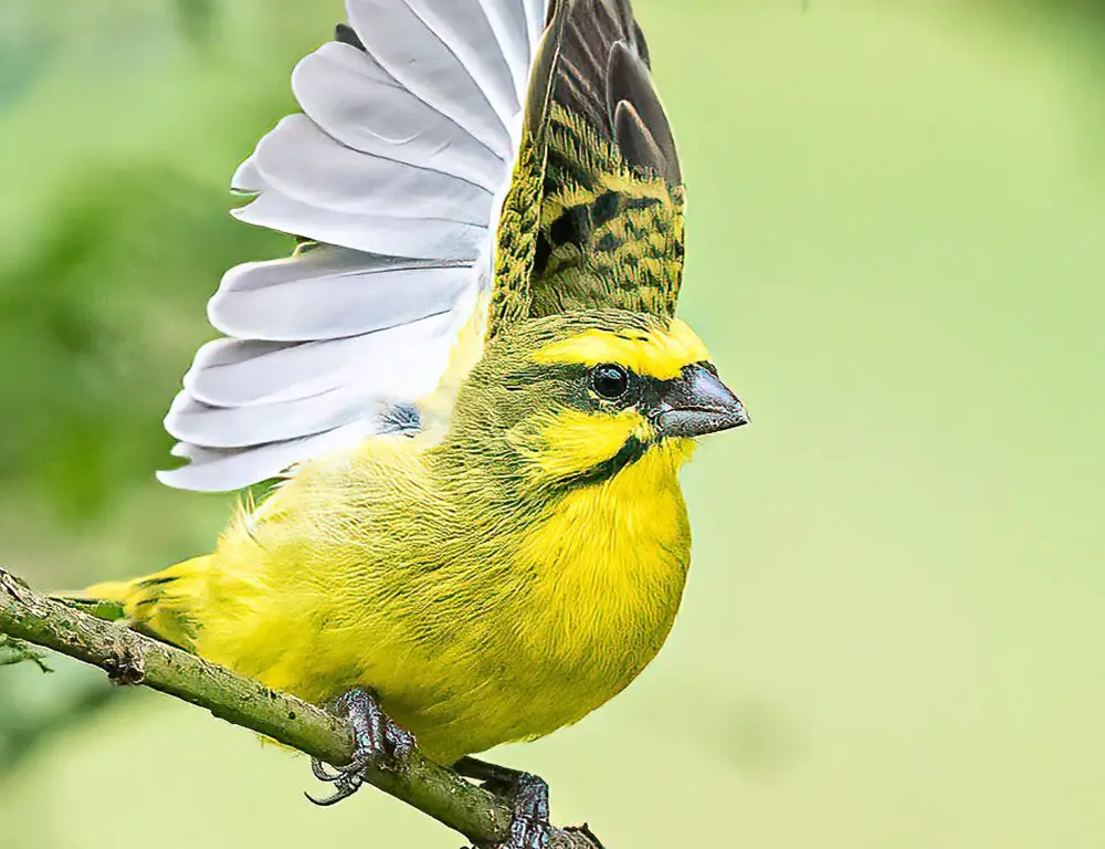 Habitat and Distribution of the Yellow-Fronted CanaryHabitat and Distribution of the Yellow-Fronted Canary