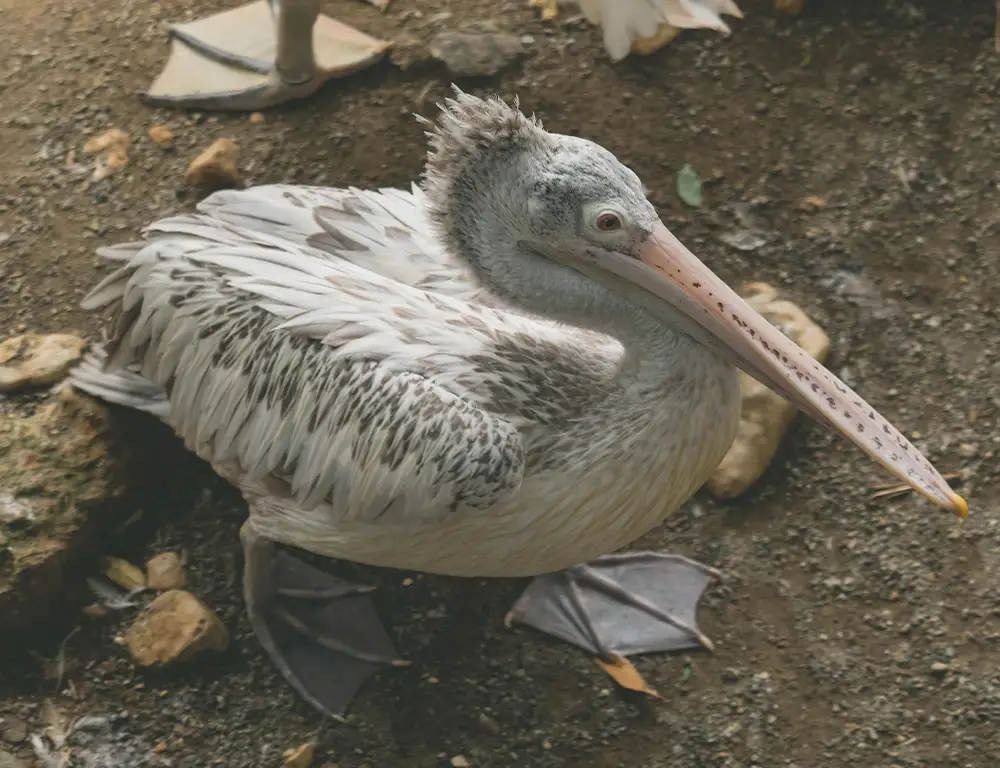 Habitat of Spot-Billed Pelican