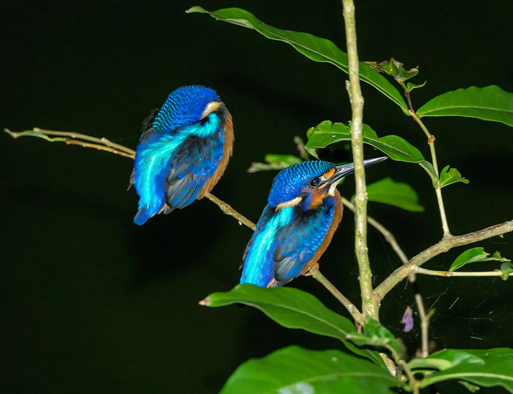 Habitat of the Blue-Eared Kingfisher