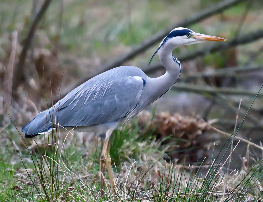 Herons