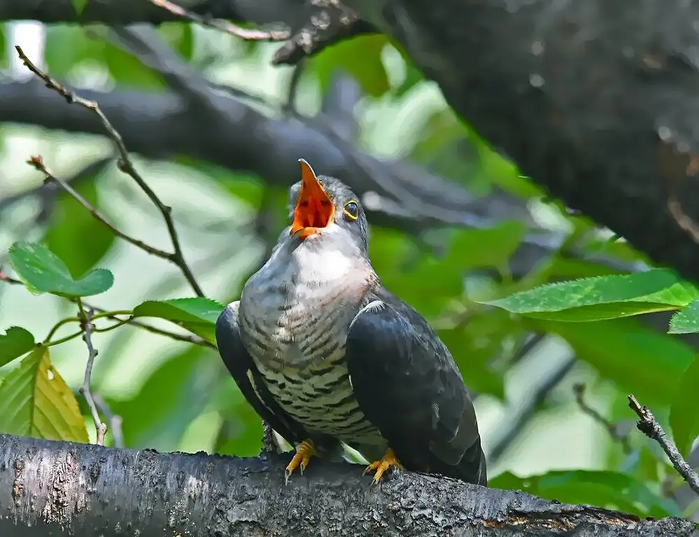 Himalayan Cuckoo Vocalizations