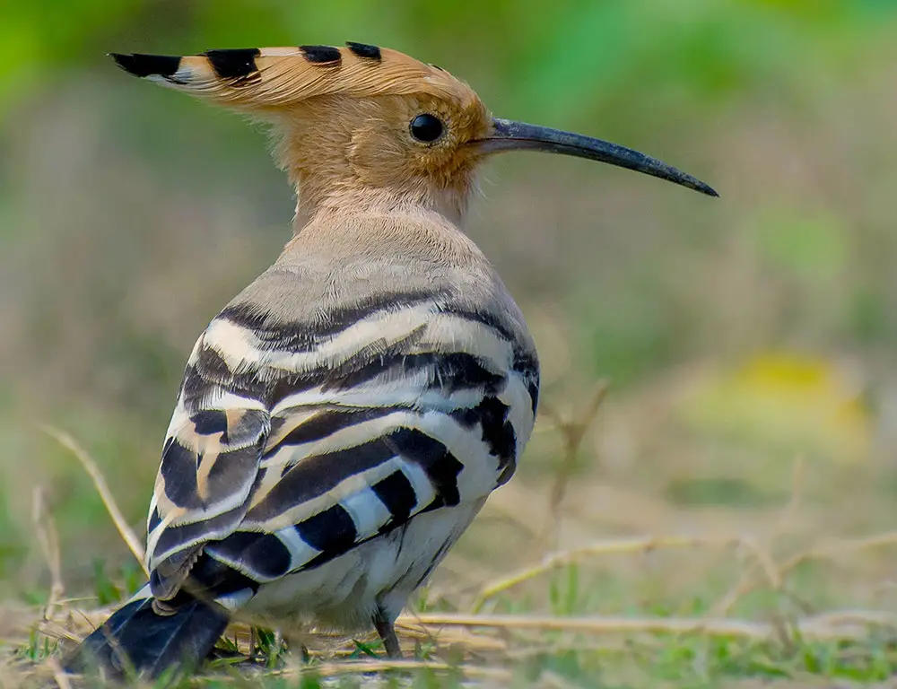 Hoopoes’ Habitat and Ecology