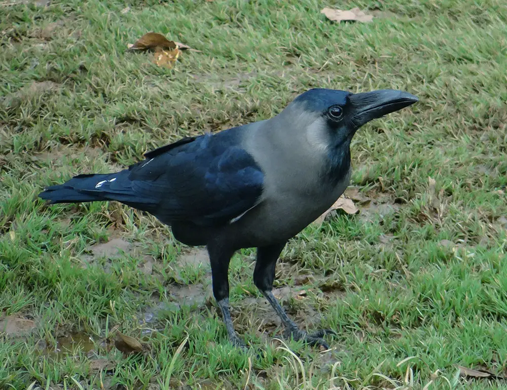 House Crow The National Bird Of The Philippines