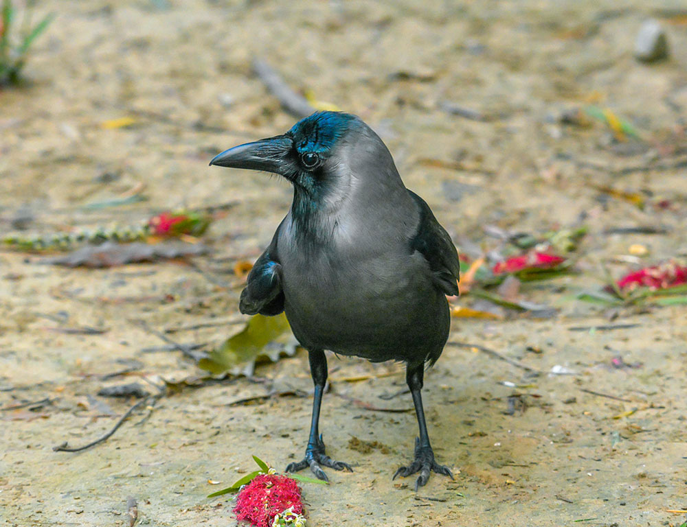 Interesting Facts About House Crow