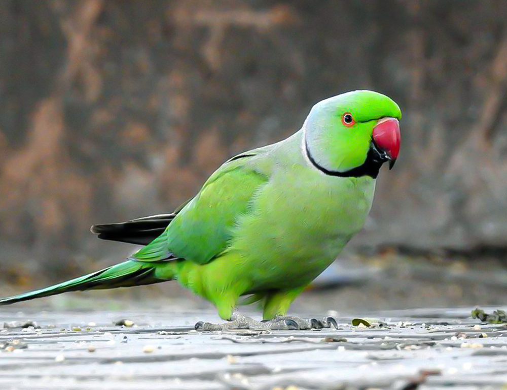 How Can We Protect The Echo Parakeet