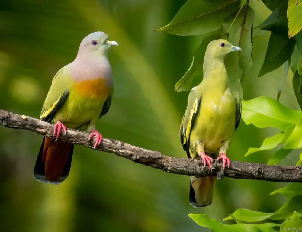 How Do You Tell The Difference Between Male And Female Pink-Necked Green Pigeons