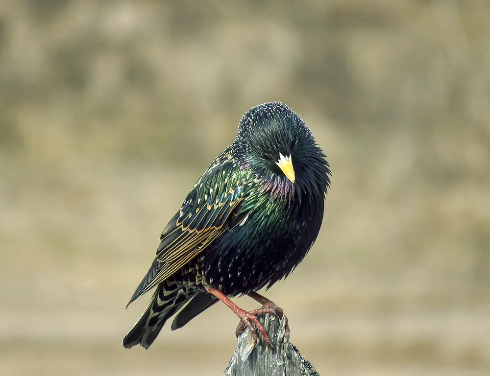 How to Identify Starling