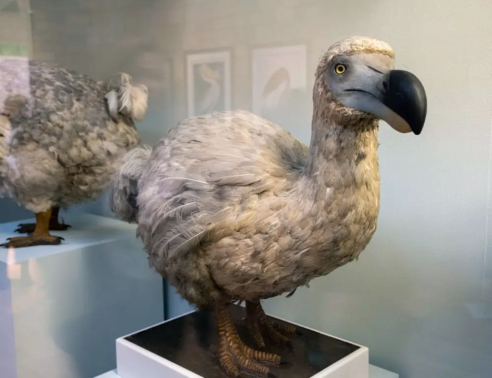 Identifying Characteristics of the Dodo