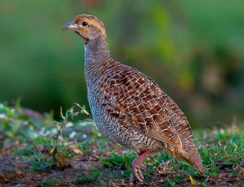 Identifying Characteristics of the Grey Francolin