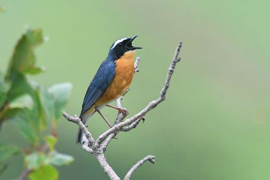 Indian Blue Robin