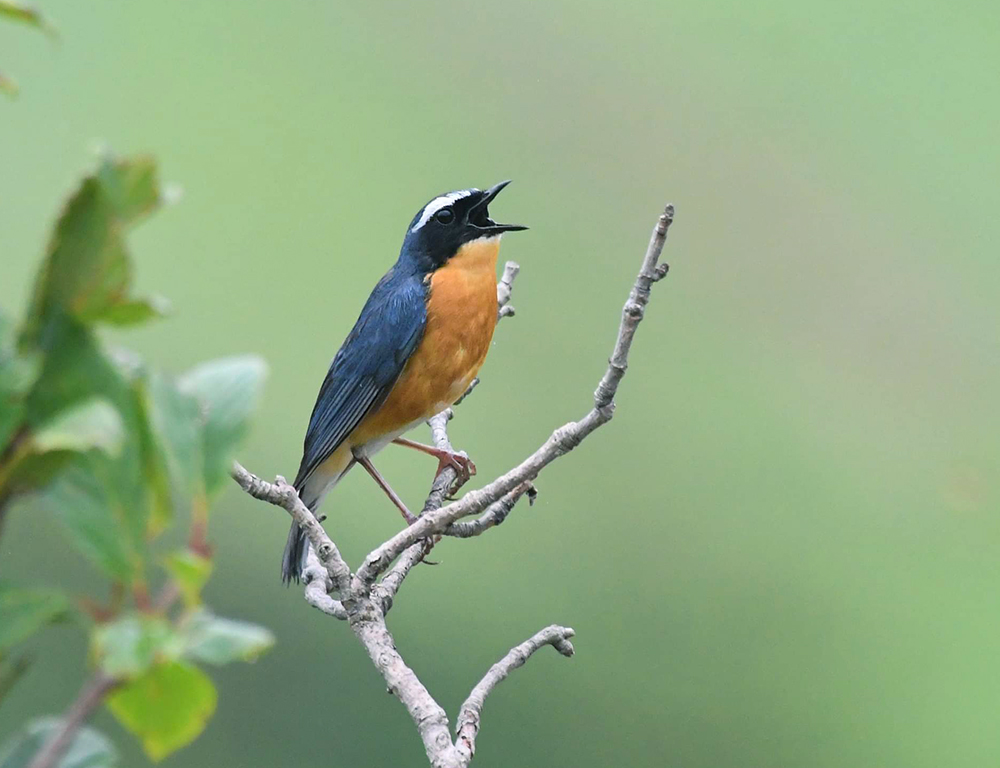 Indian Blue Robin