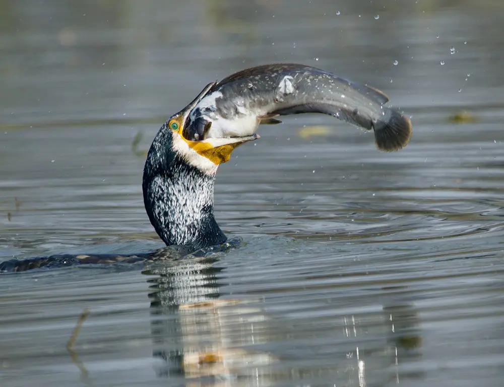 Behavior and Diet of the Indian Cormorant