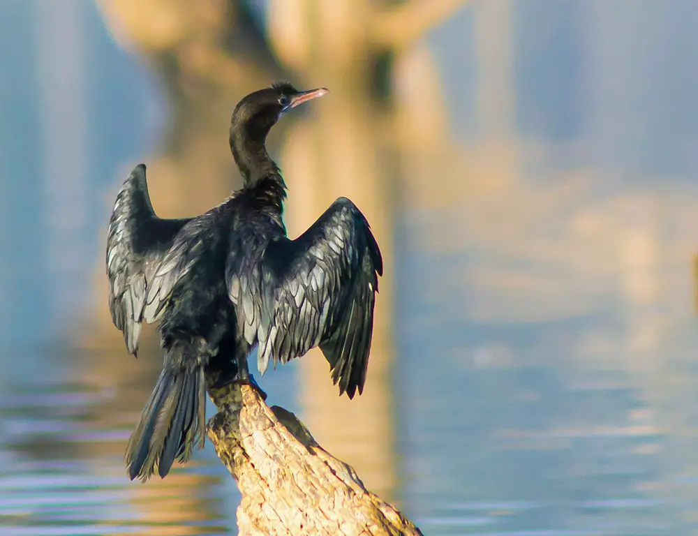 Indian Cormorant Body Structure