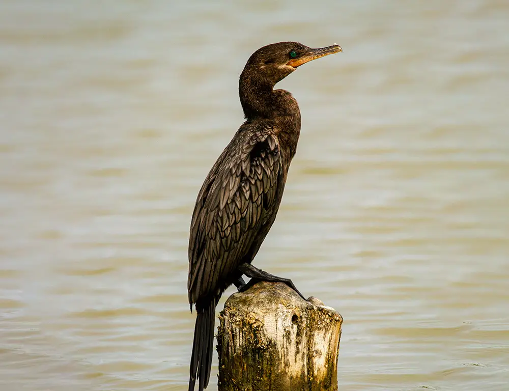 Conservation Status of the Indian Cormorant
