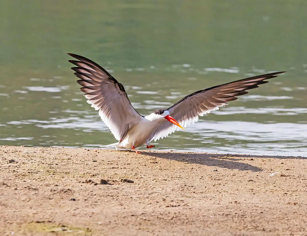 Indian Skimmer Wings