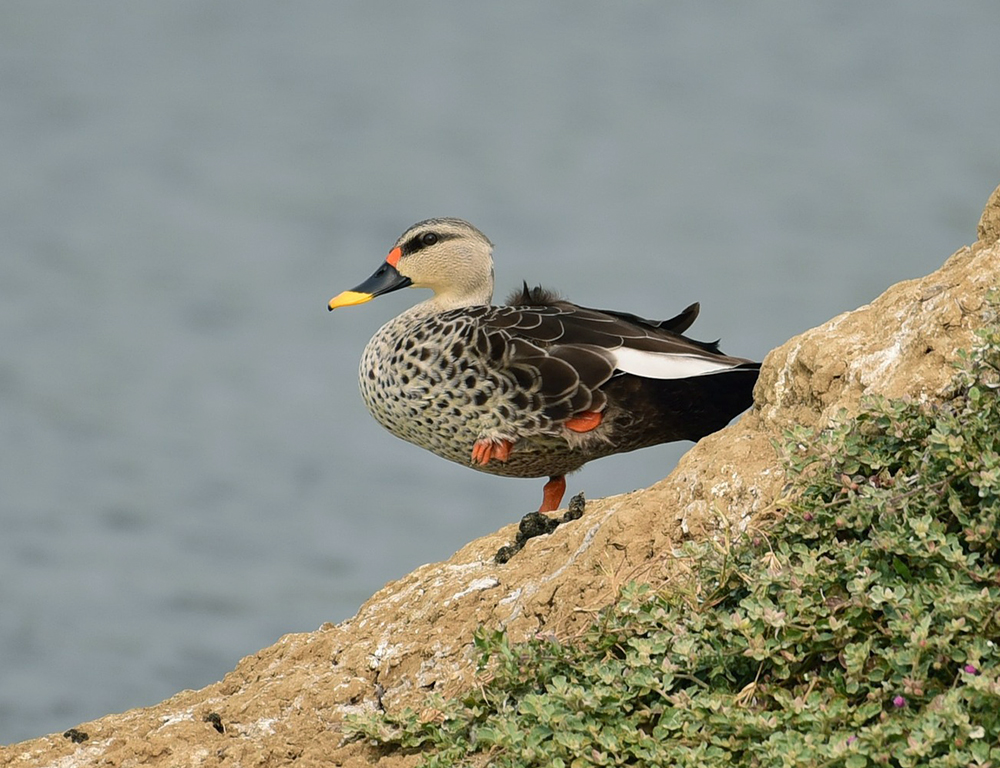 Indian Spot-Billed Duck