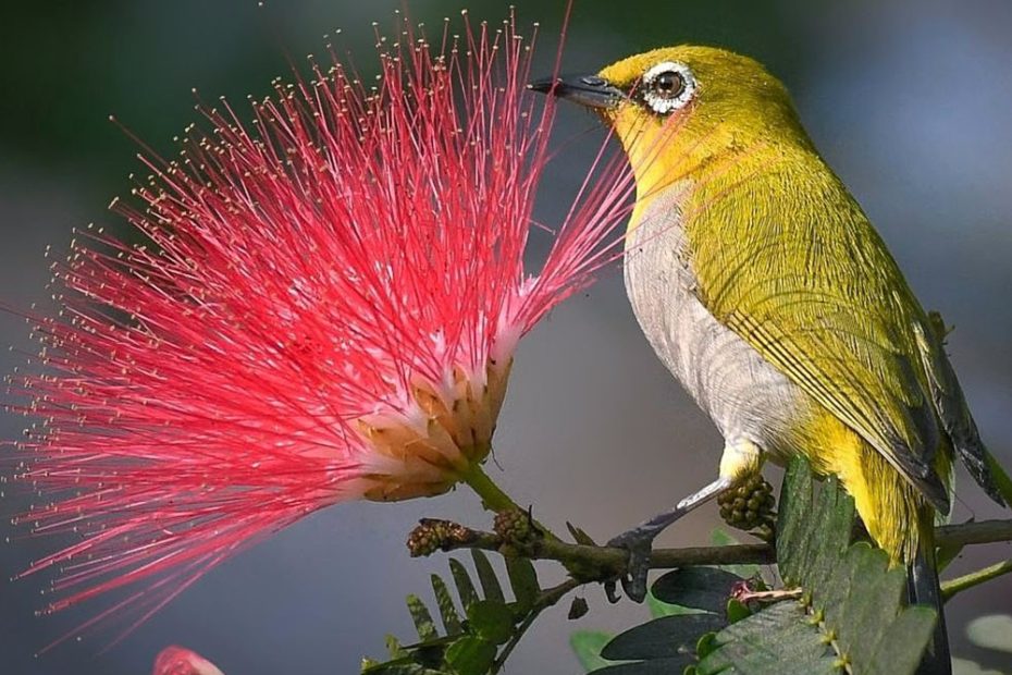 Indian White-Eye