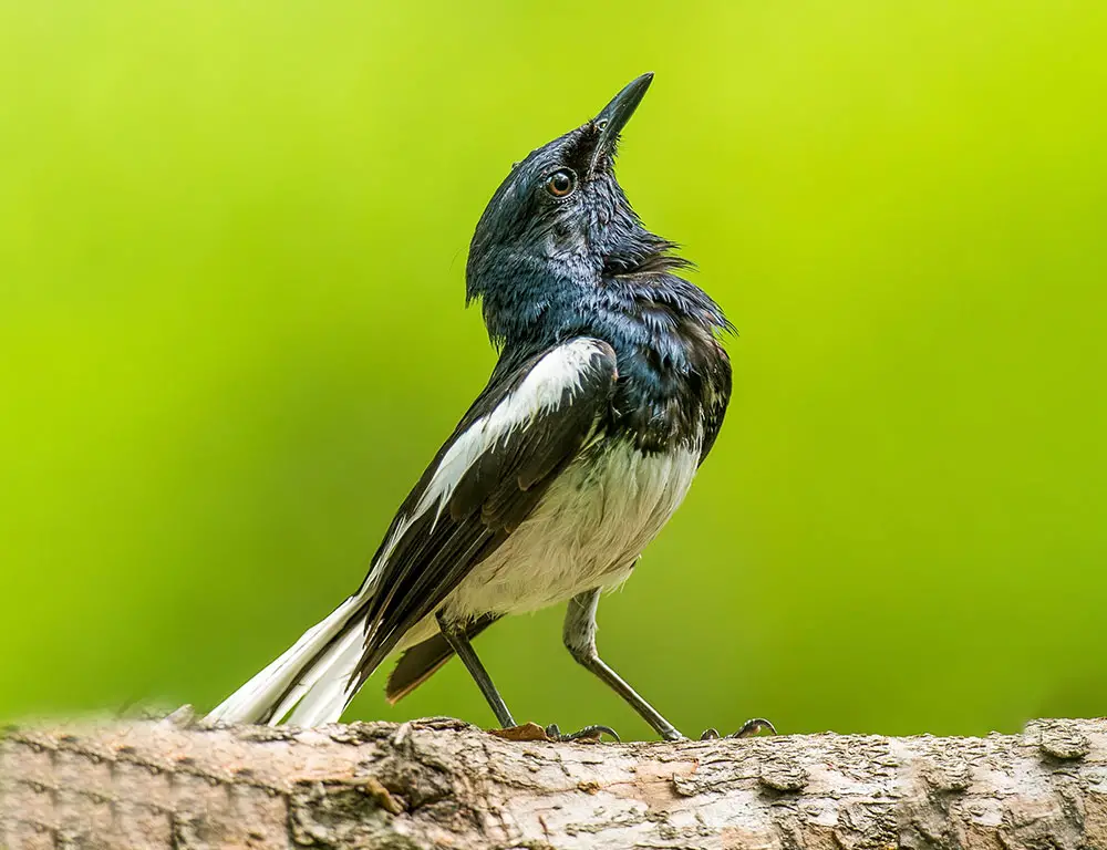 Interesting Characteristic Of Oriental Magpie-Robin