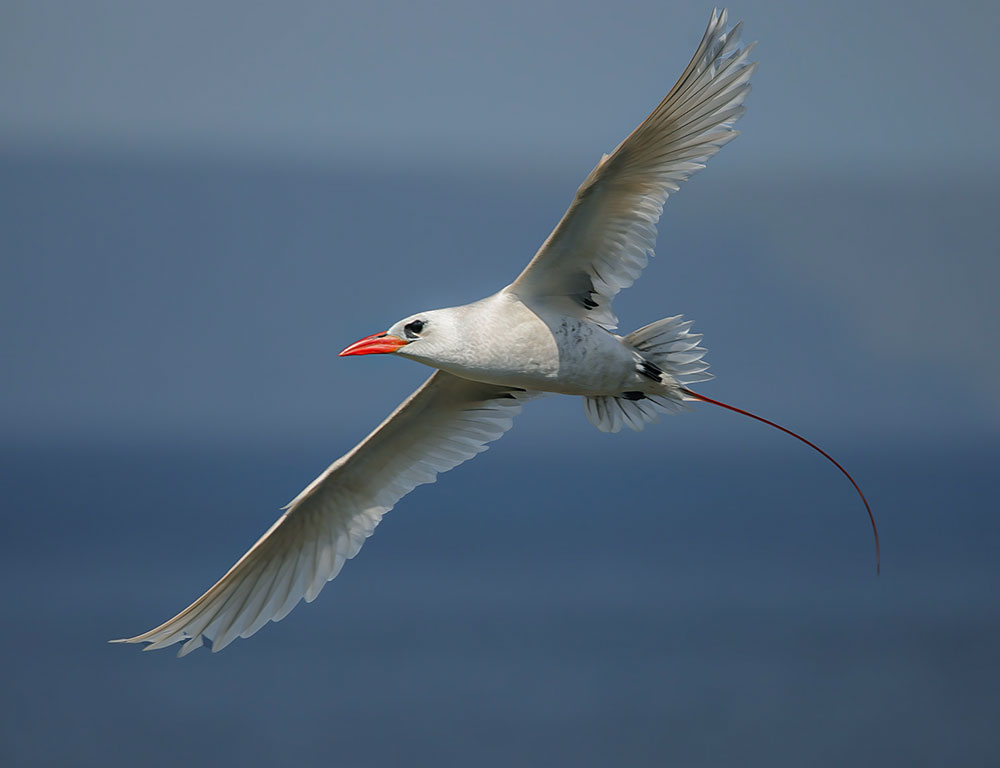 Interesting Characteristics Of Red-Tailed Tropicbird