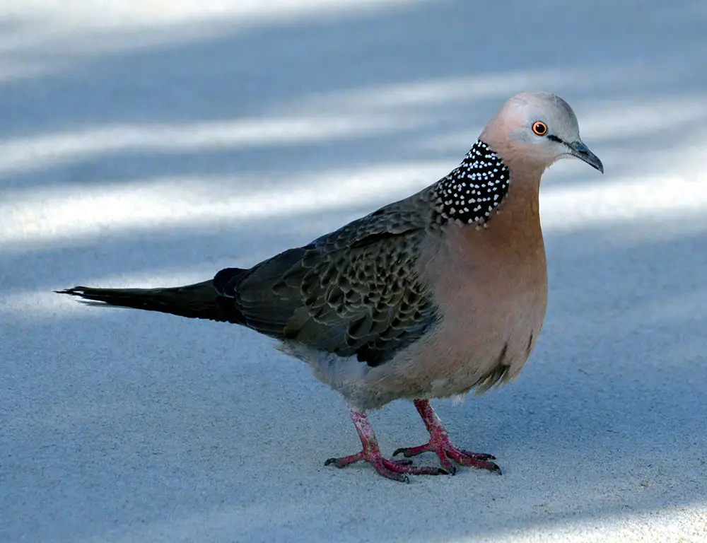 Interesting Facts About Spotted Dove