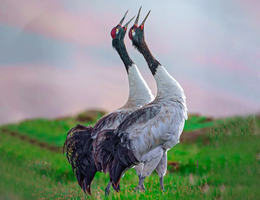 Interesting Physical Characteristics of the Black-Necked Crane
