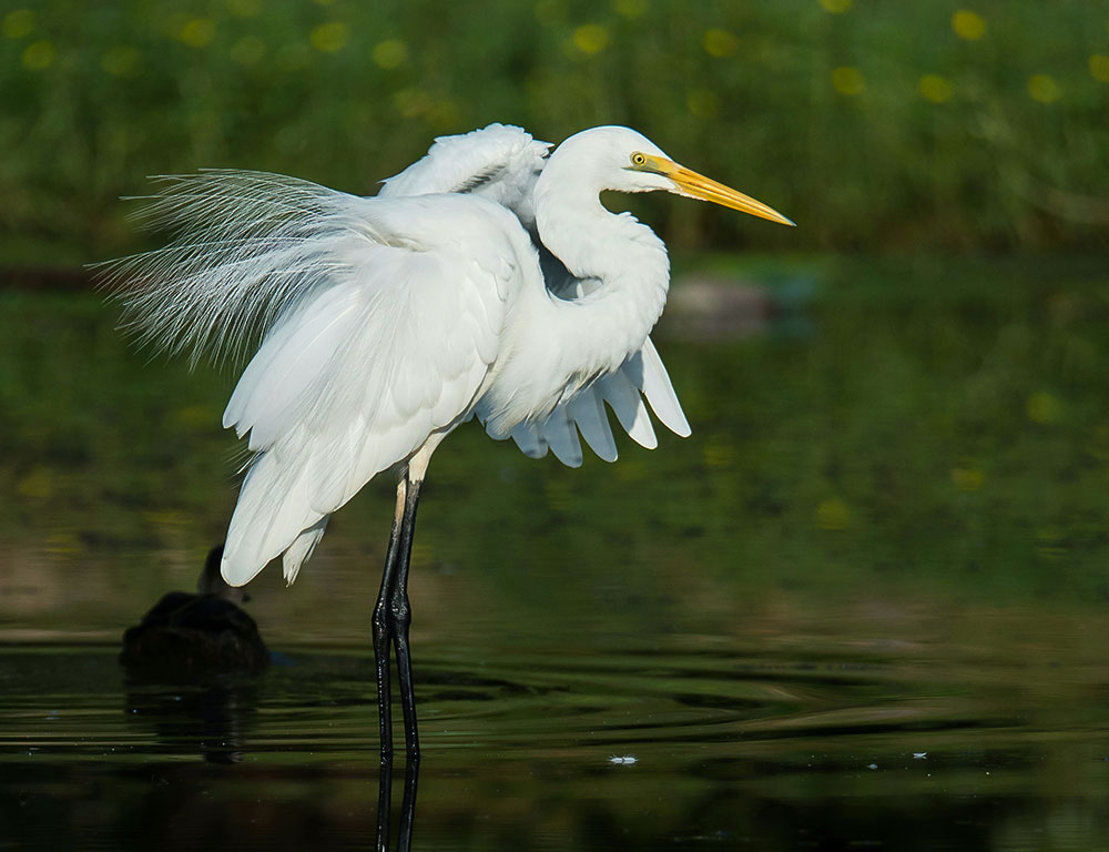 Interesting Facts About the Intermediate Egret