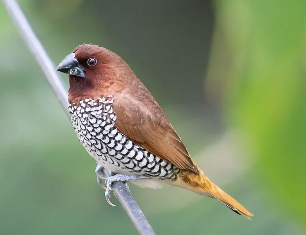 Is the Scaly-Breasted Munia Endangered