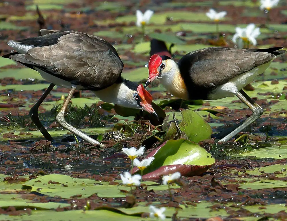 Fun Facts About Jacanas