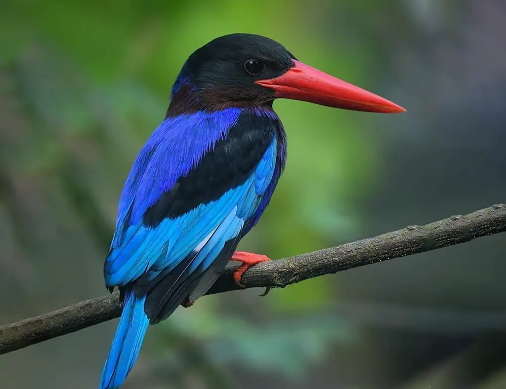 Ecological Significance of the Javan Kingfisher