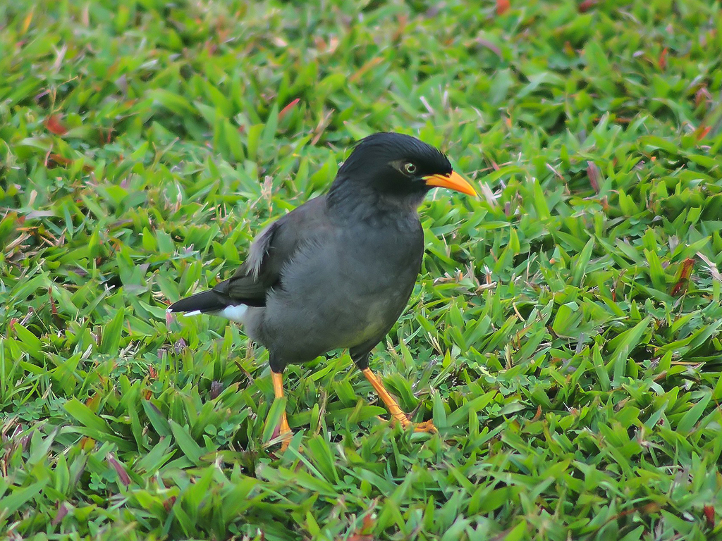 Javan Myna