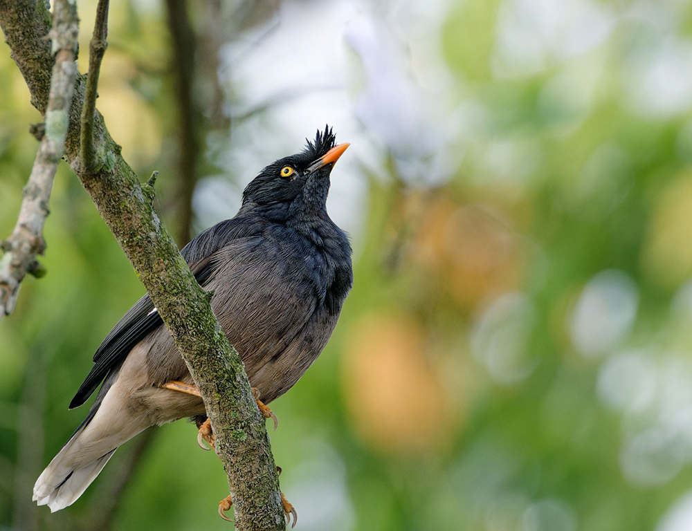 Jungle Myna