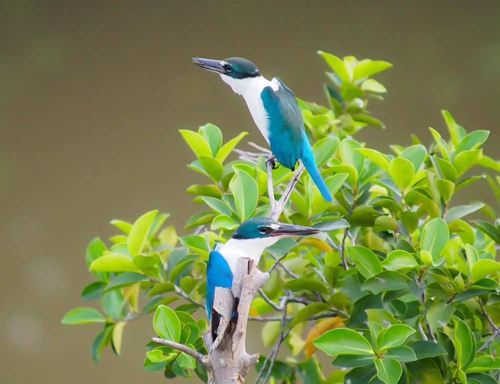 Key Identifying Characteristics of the Collared Kingfisher