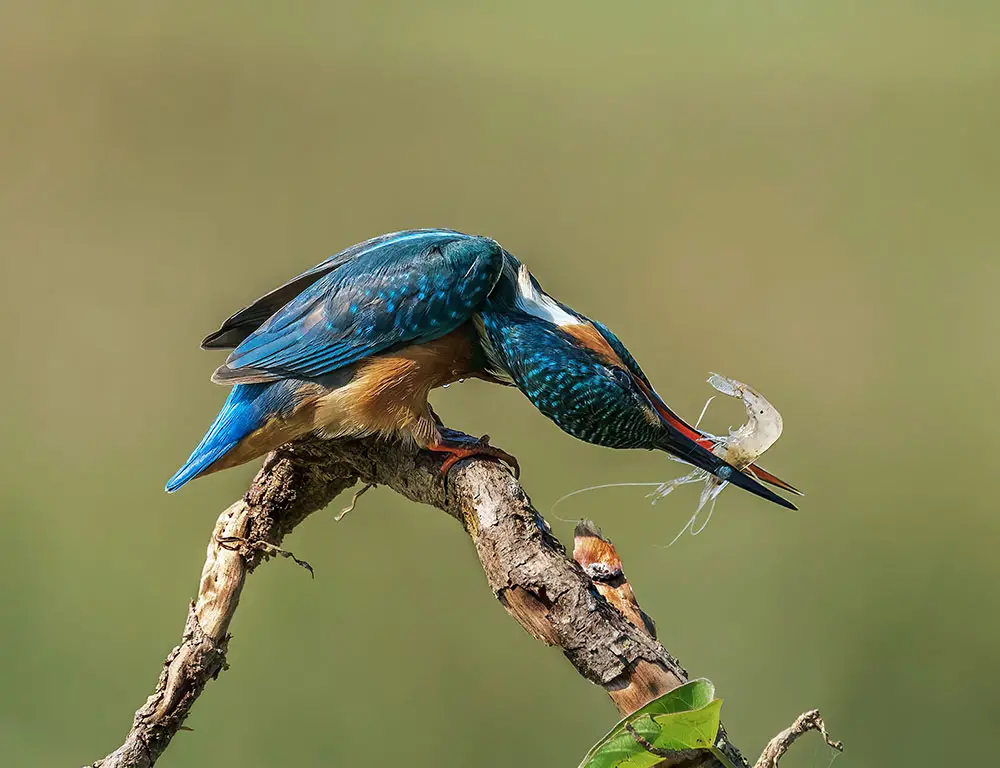 Key Identifying Characteristics of the Kingfisher