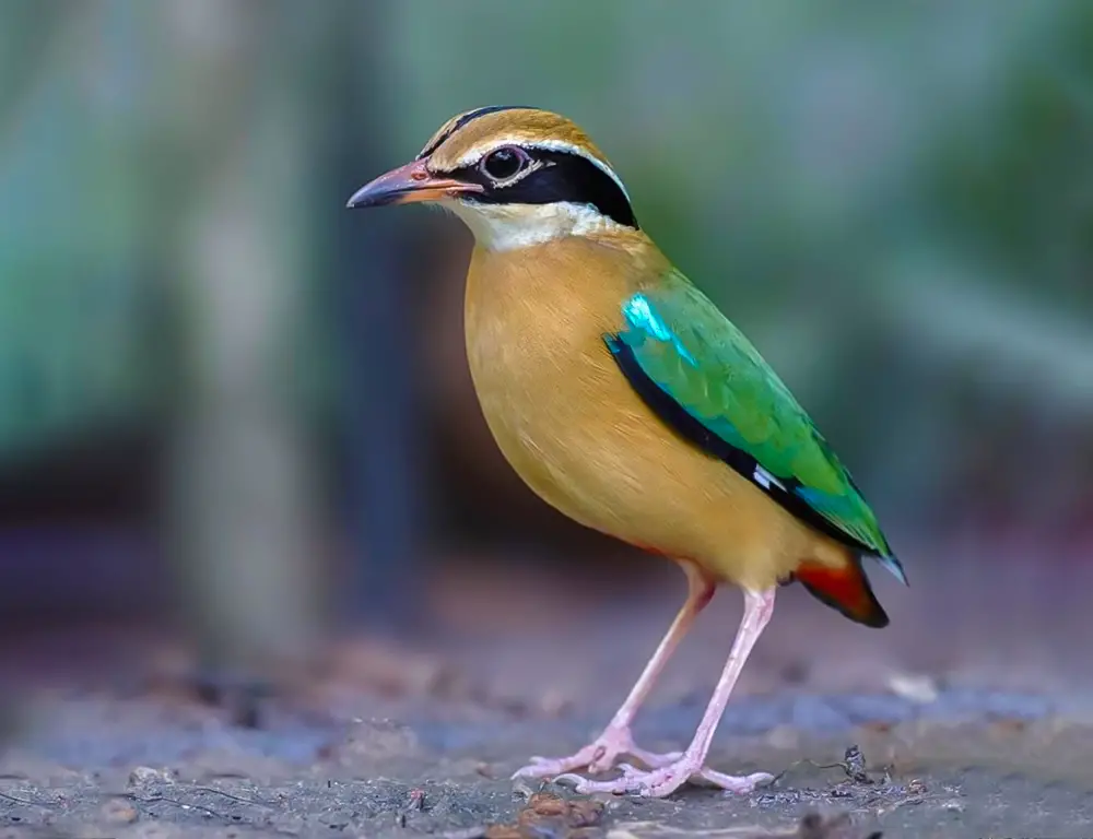 Key Identifying Characteristics of the Pittas Bird