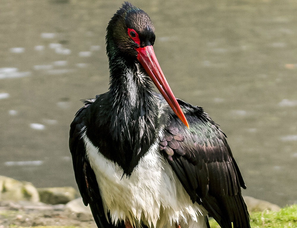 Key Physical Characteristics of the Black Stork