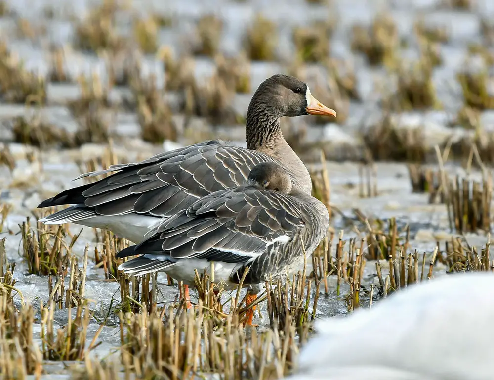 Key Physical Characteristics of the Greater White-Fronted Goose