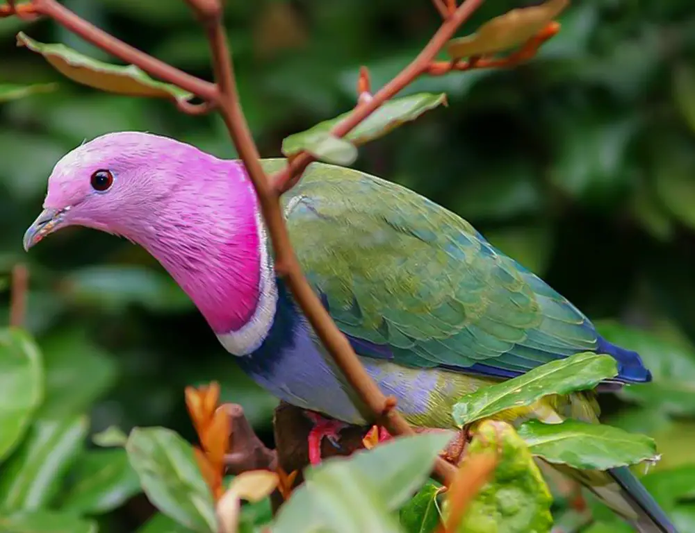 Key Physical Characteristics of the Pink-Headed Fruit Dove