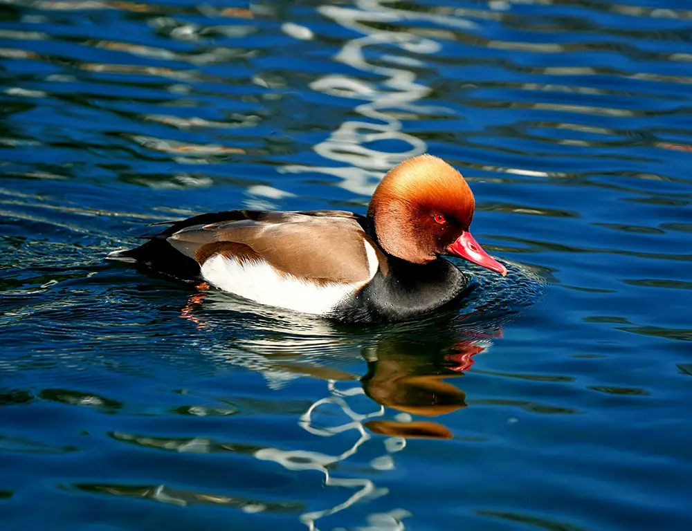 Key Physical Characteristics of the Red-Crested Pochard