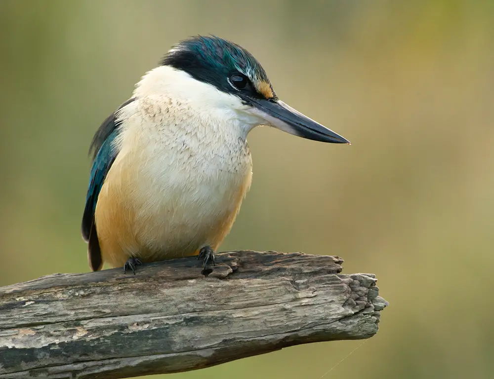 Key Physical Characteristics of the Sacred Kingfisher