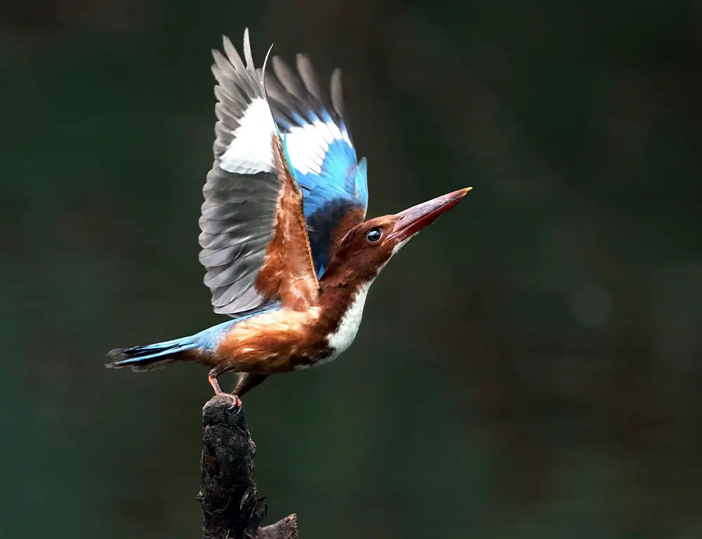 Kingfisher Flight