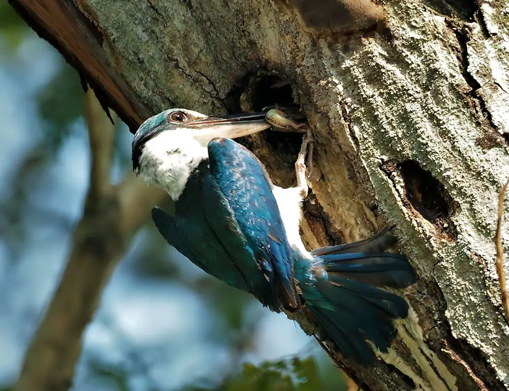Kingfisher Nesting
