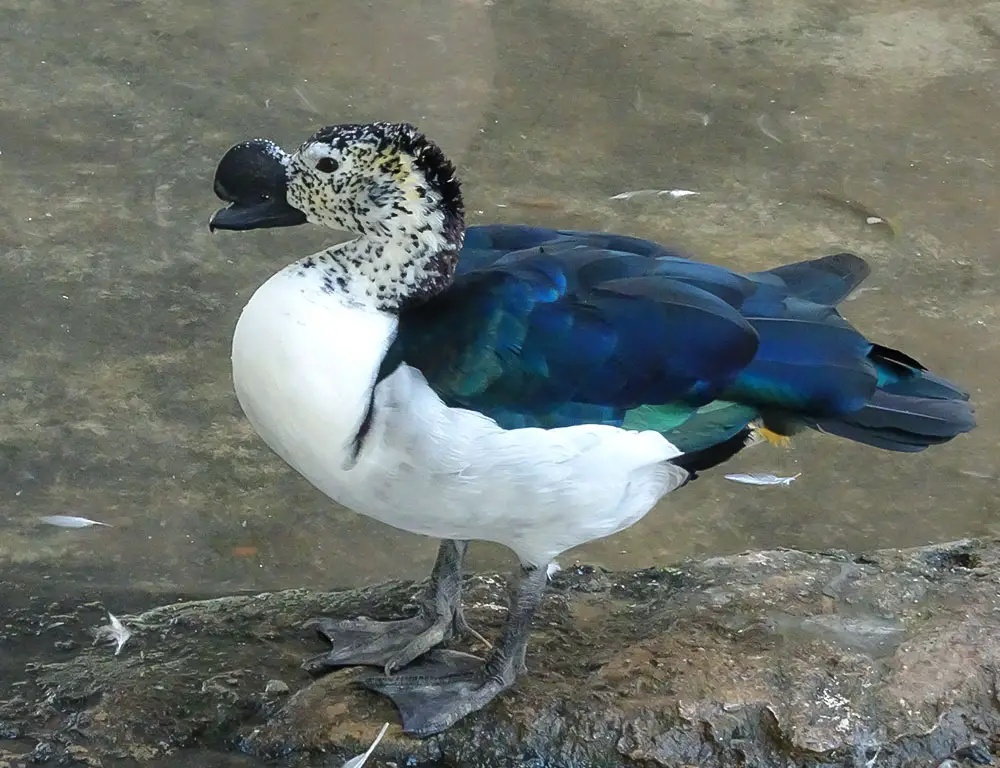 Knob-Billed Duck